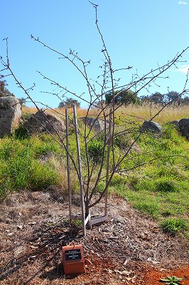 cowra10 919s